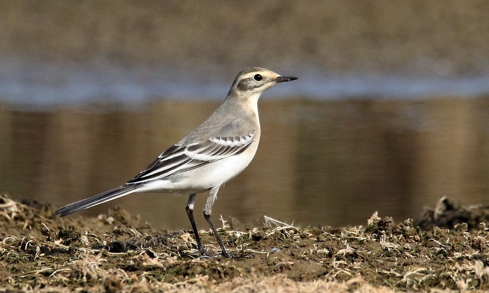 Citrine Wagtail - ML270708891