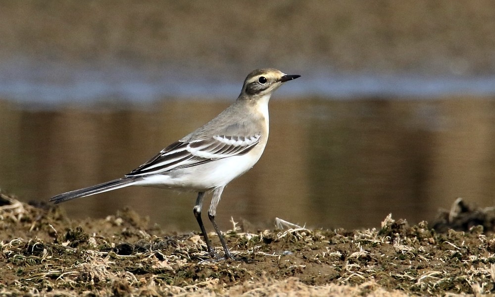 Lavandera Cetrina - ML270708951