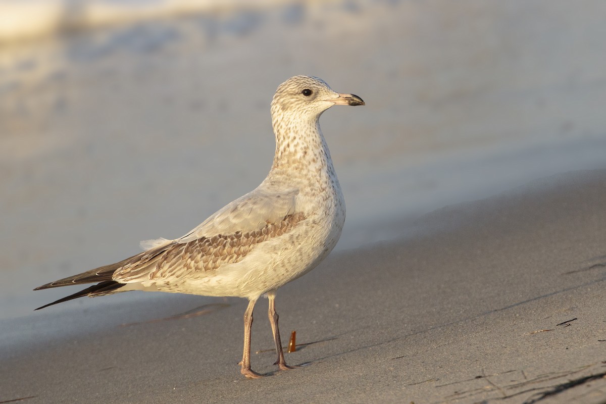 Ring-billed Gull - ML270711001