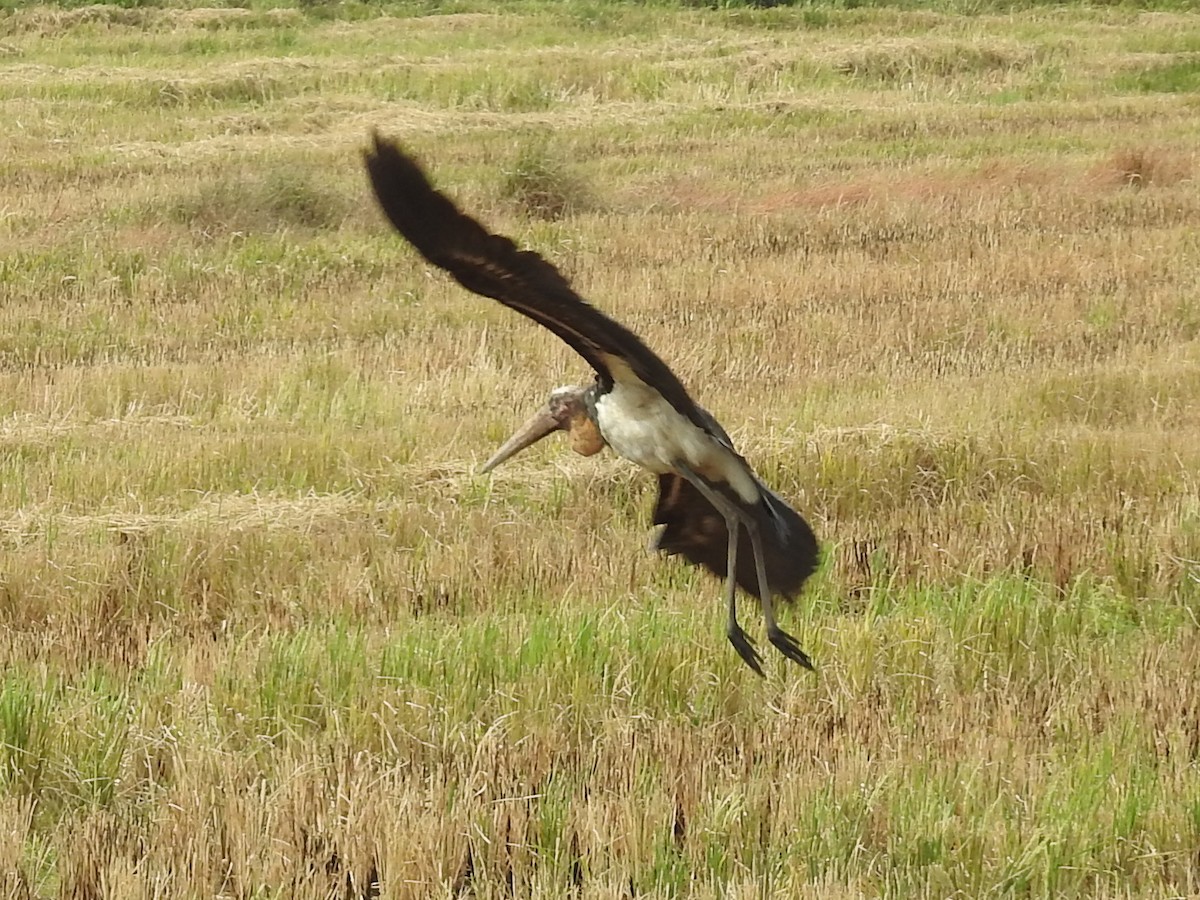 Lesser Adjutant - ML27071231