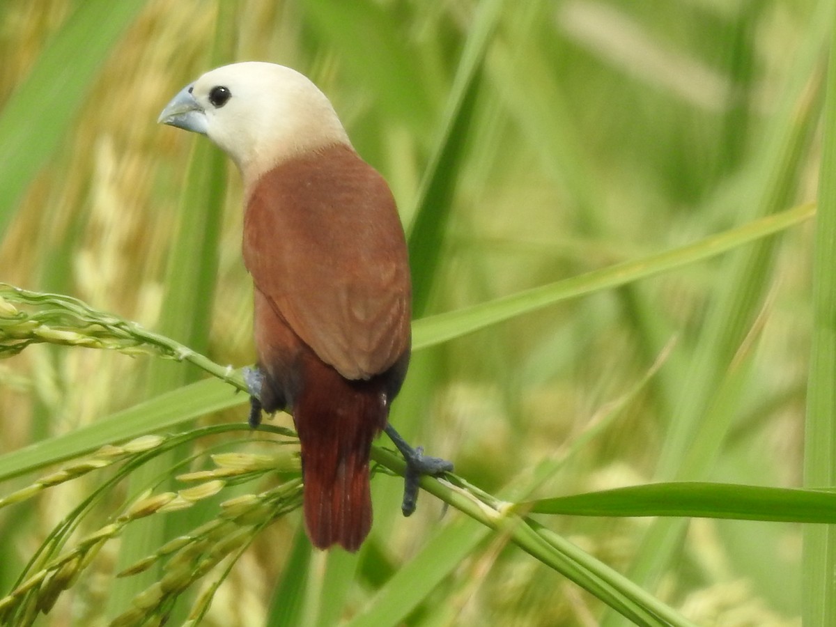 White-headed Munia - ML27071301