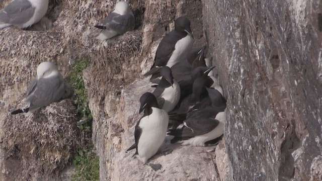 Guillemot de Brünnich - ML270713211