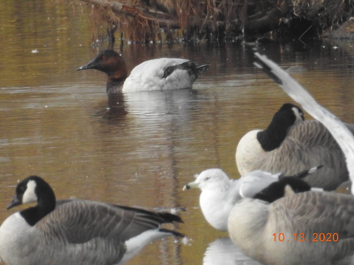 Canvasback - ML270713241