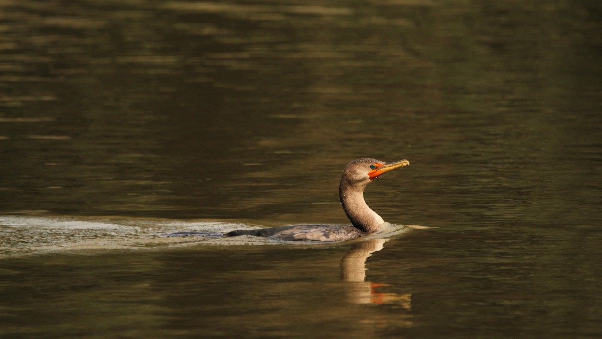 Double-crested Cormorant - ML270714541