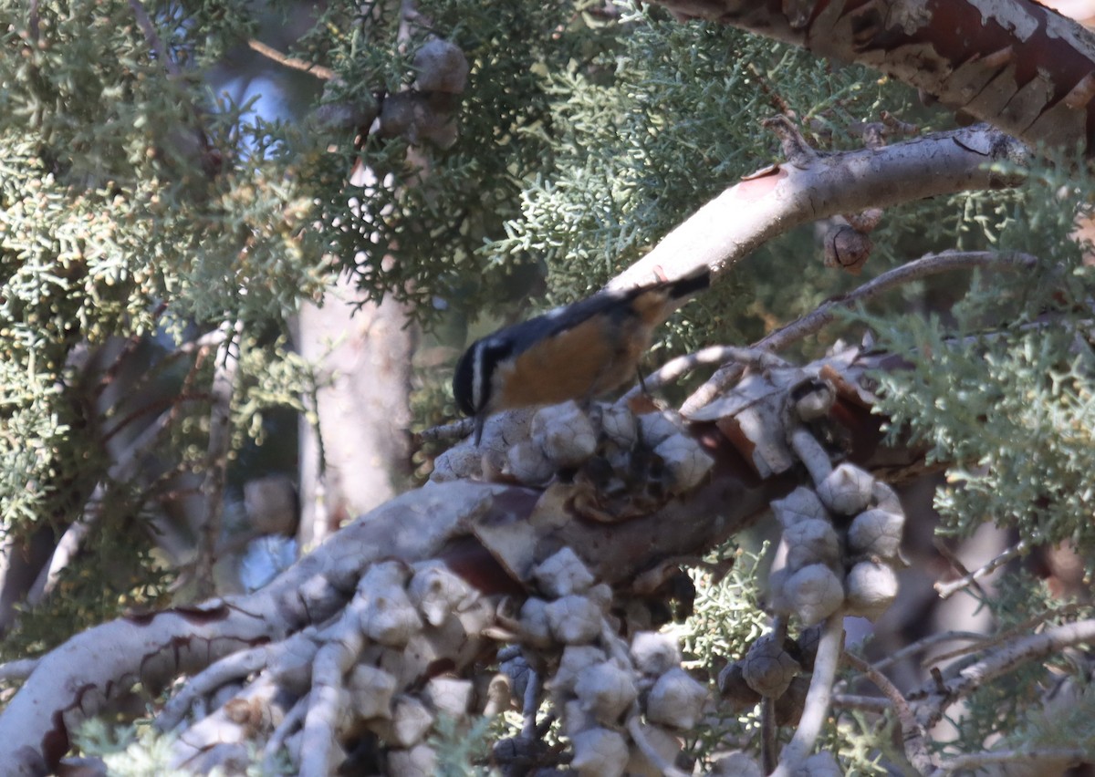 Red-breasted Nuthatch - ML270715131