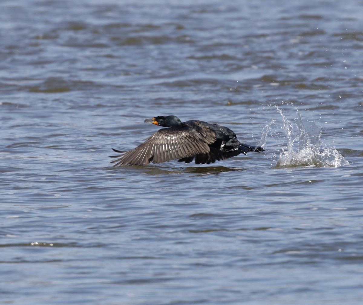 Double-crested Cormorant - ML27071551