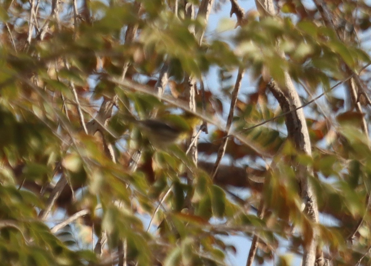 Townsend's Warbler - Greg Cook