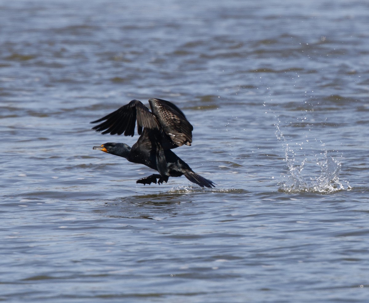 Double-crested Cormorant - ML27071571
