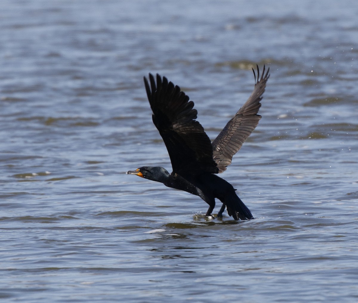 Double-crested Cormorant - ML27071631