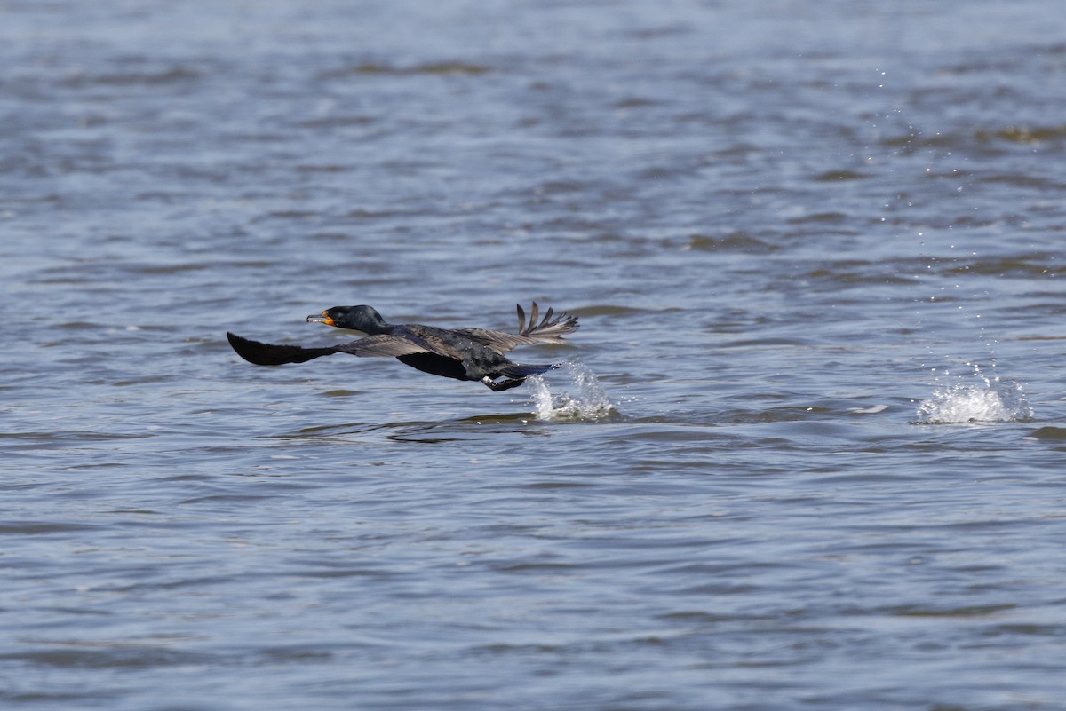 Double-crested Cormorant - ML27071661