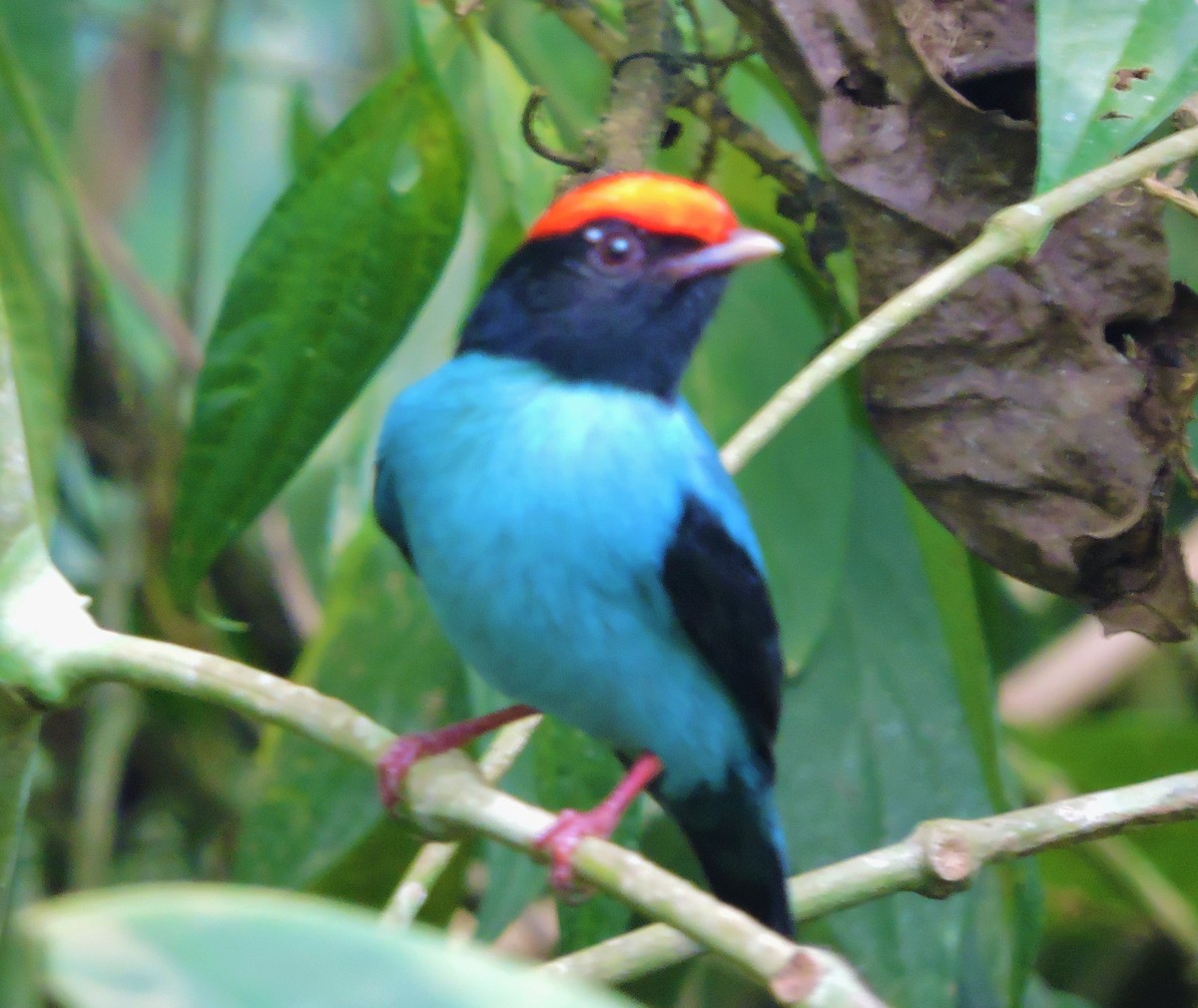 blåmanakin - ML27071741