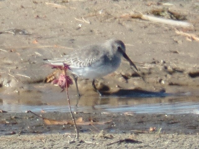 Dunlin - ML270718181