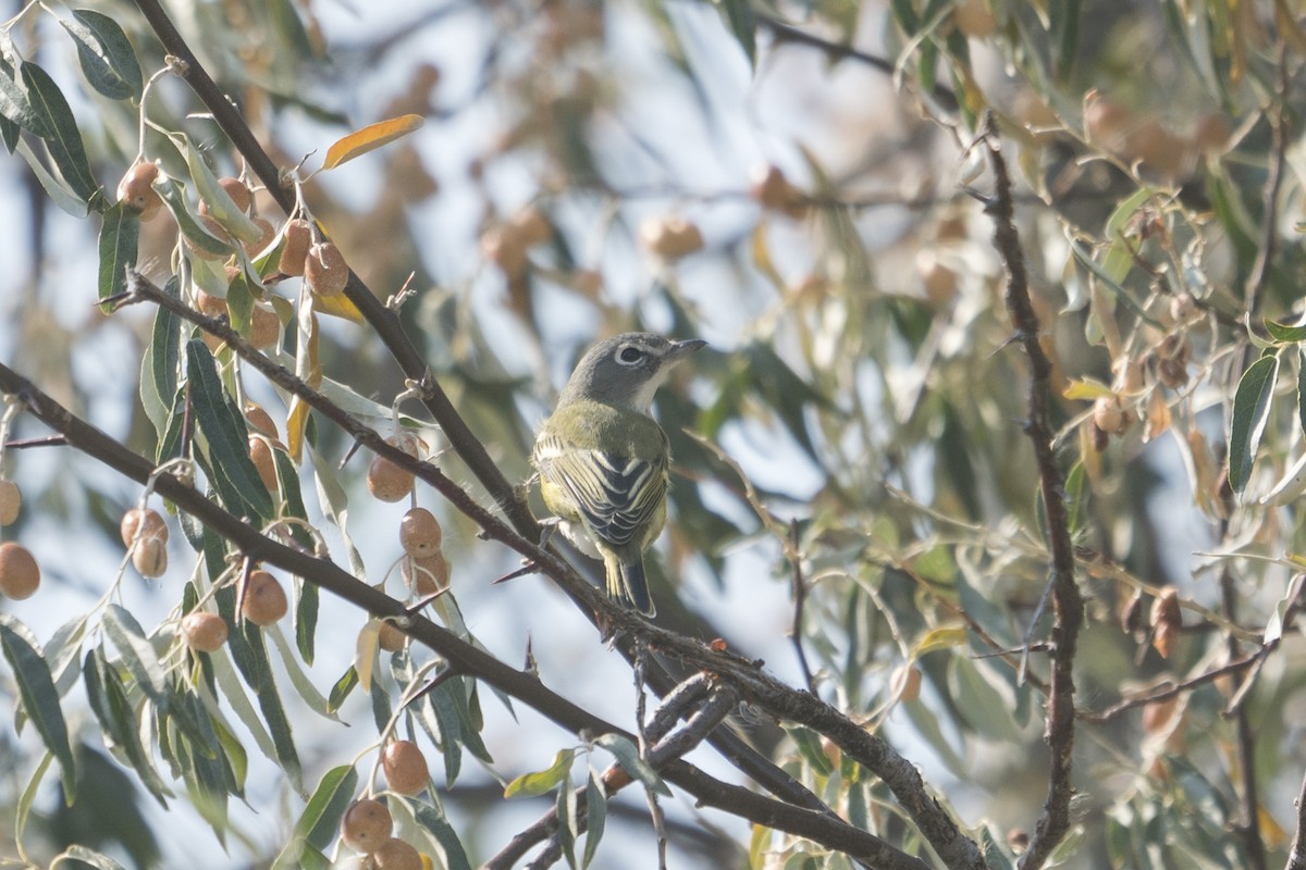 Blue-headed Vireo - ML270719381