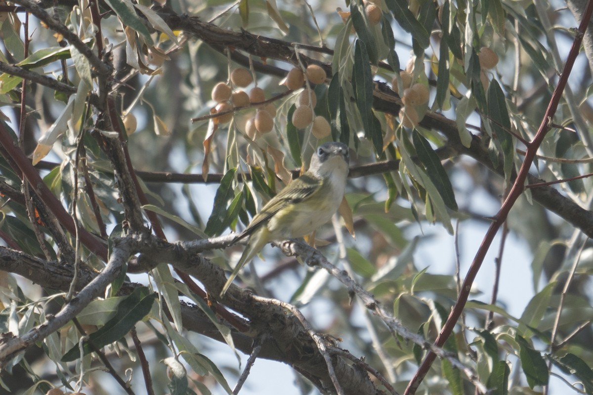 Blue-headed Vireo - ML270719401