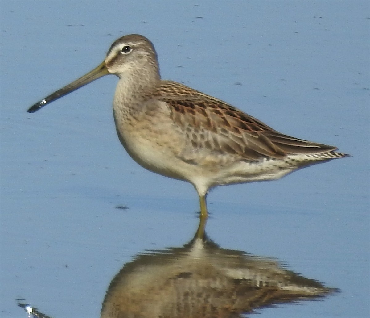 Long-billed Dowitcher - Paul McKenzie