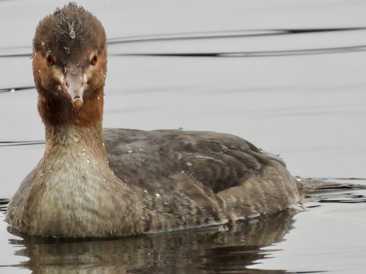 Red-breasted Merganser - Sean McHugh