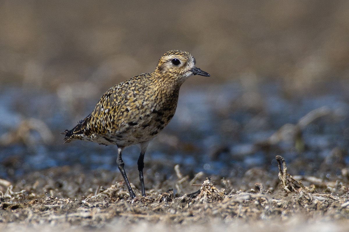 European Golden-Plover - ML270725341