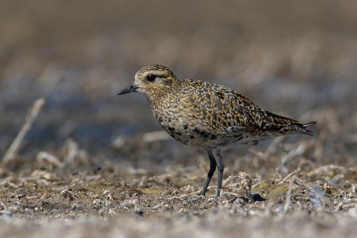 European Golden-Plover - ML270725581