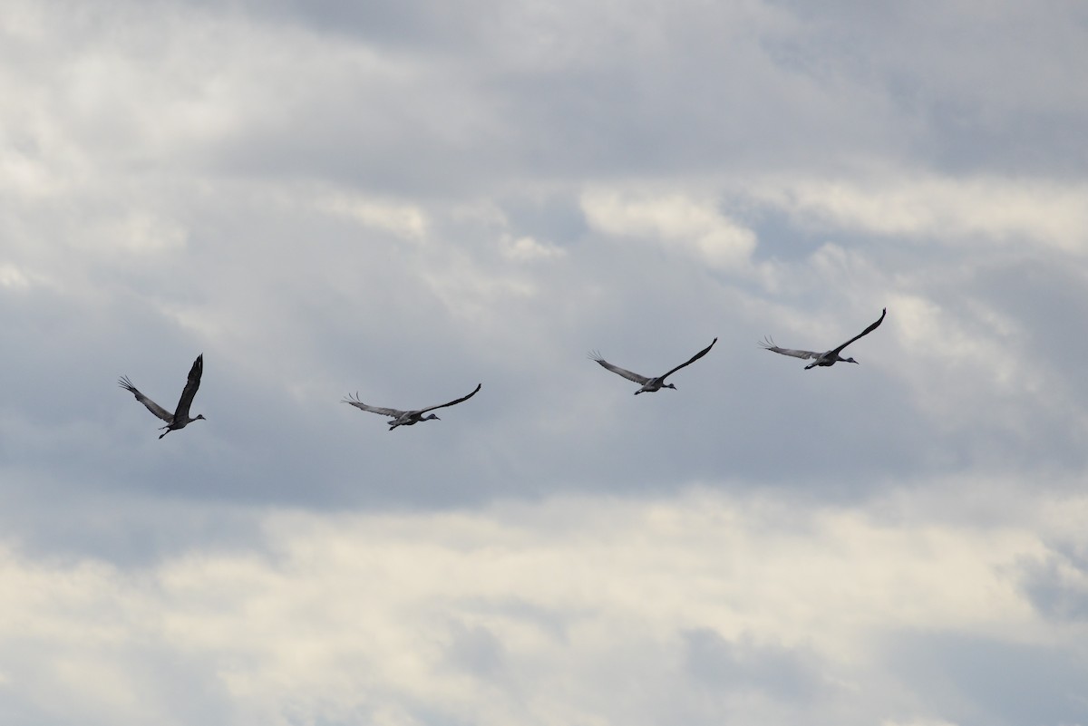 Sandhill Crane - ML270725931