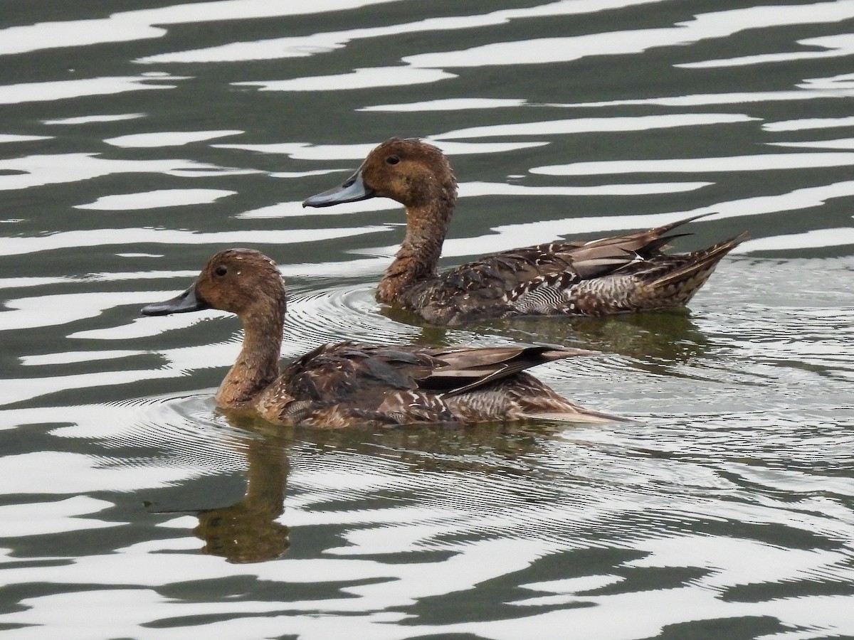 Northern Pintail - José Ramón Martínez