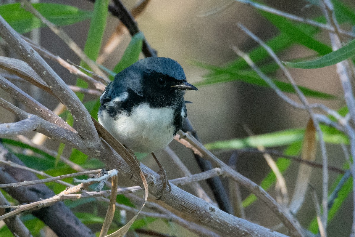 Black-throated Blue Warbler - Owen Sinkus