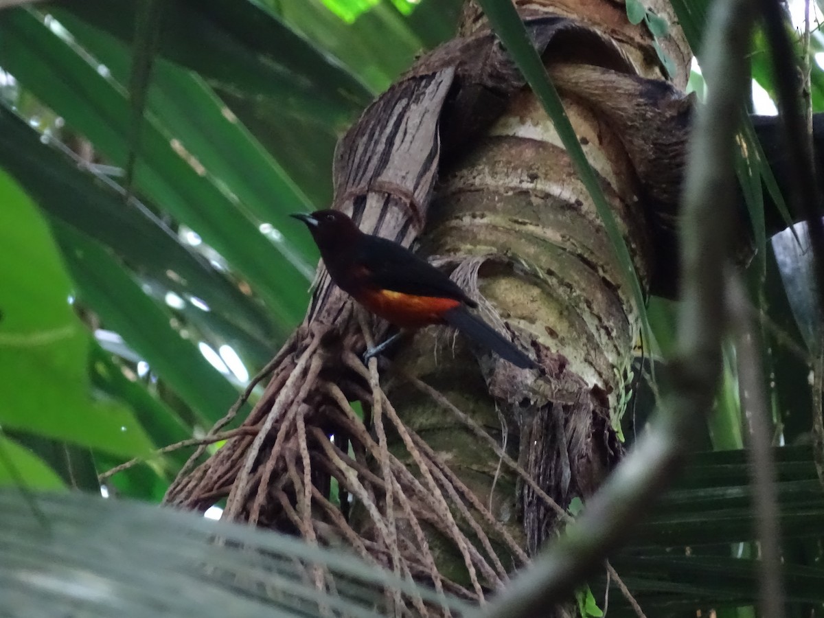 Martinique Oriole - ML270726901