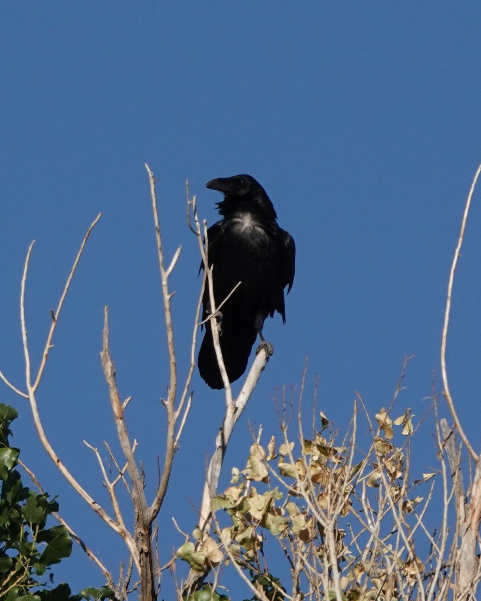 Chihuahuan Raven - ML270727211