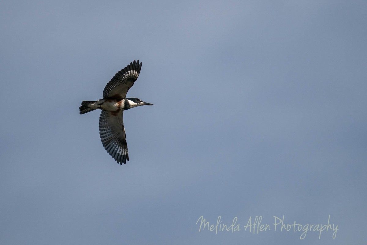 Belted Kingfisher - ML270728571
