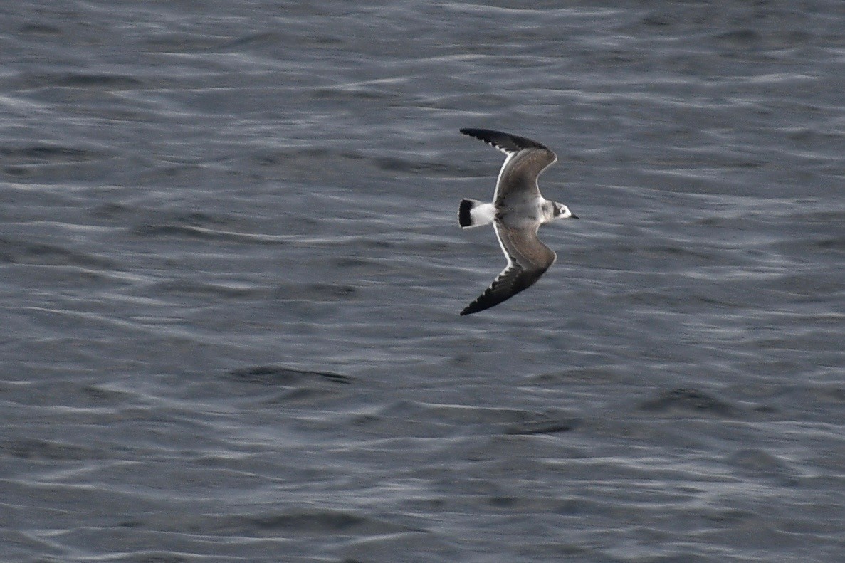 Franklin's Gull - ML270728861