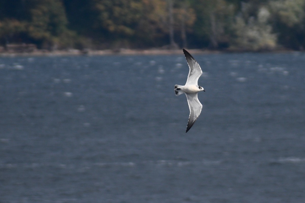 Franklin's Gull - ML270728881