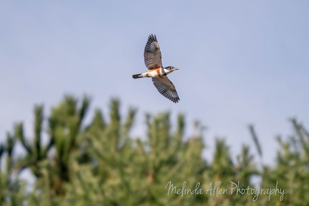 Belted Kingfisher - ML270728931