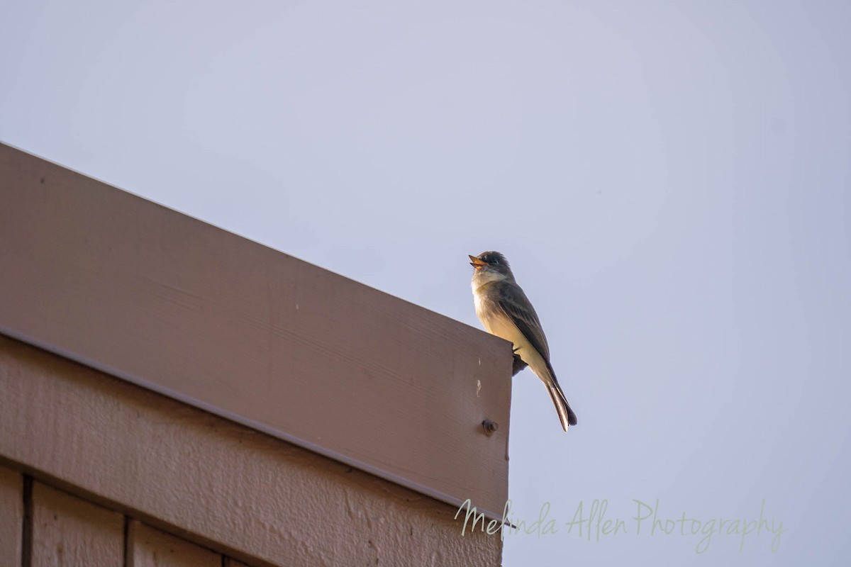 Eastern Wood-Pewee - ML270729101