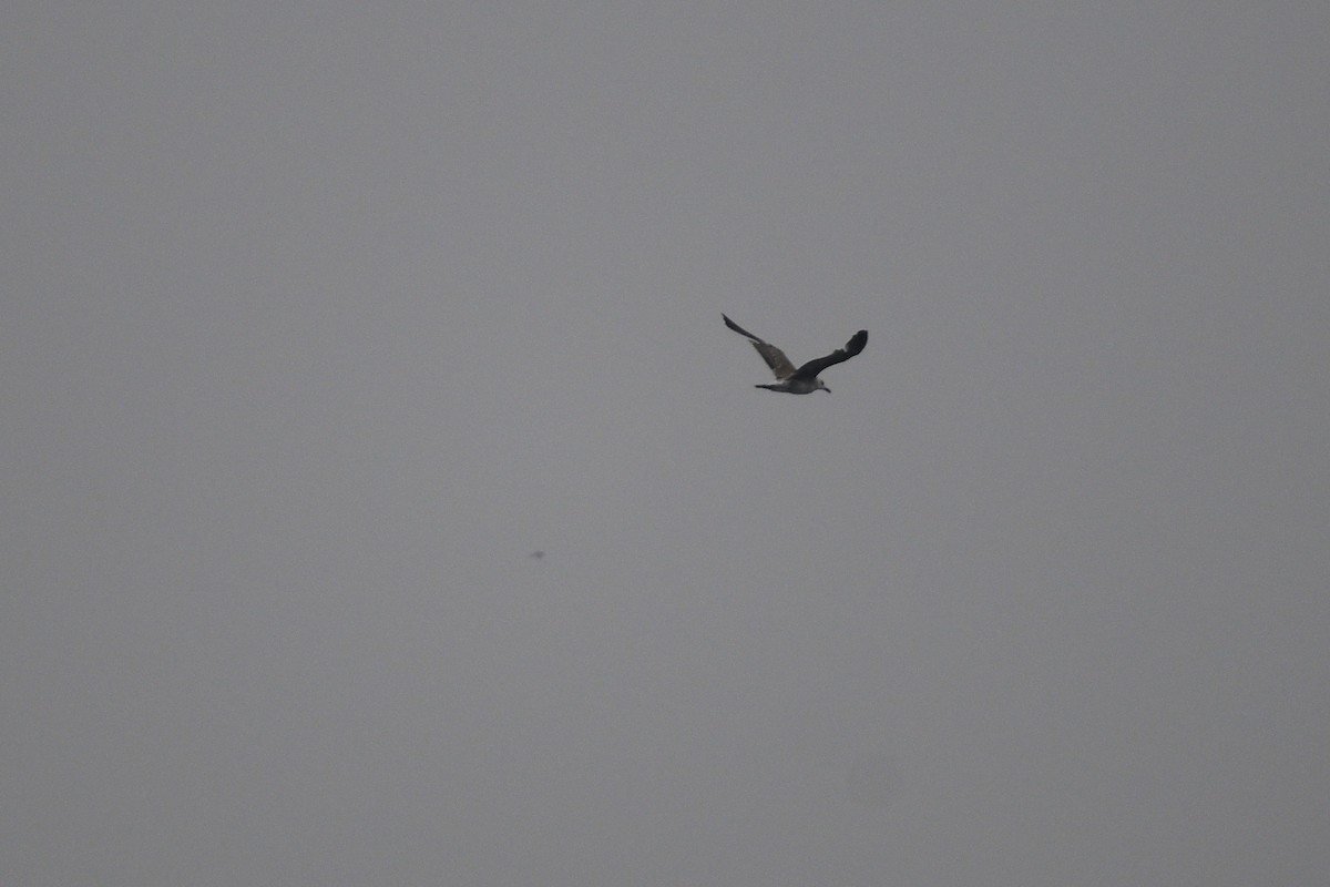 Lesser Black-backed Gull - Will Brooks