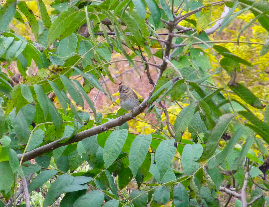 Lincoln's Sparrow - Paul Heveran