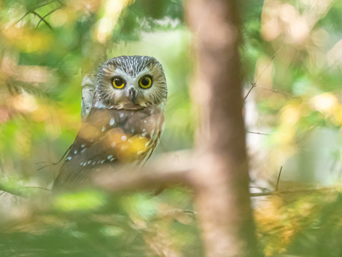 Northern Saw-whet Owl - Mike Paredes