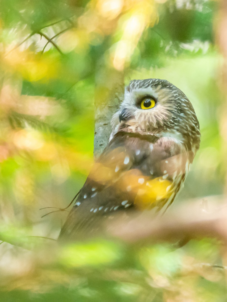 Northern Saw-whet Owl - ML270733351