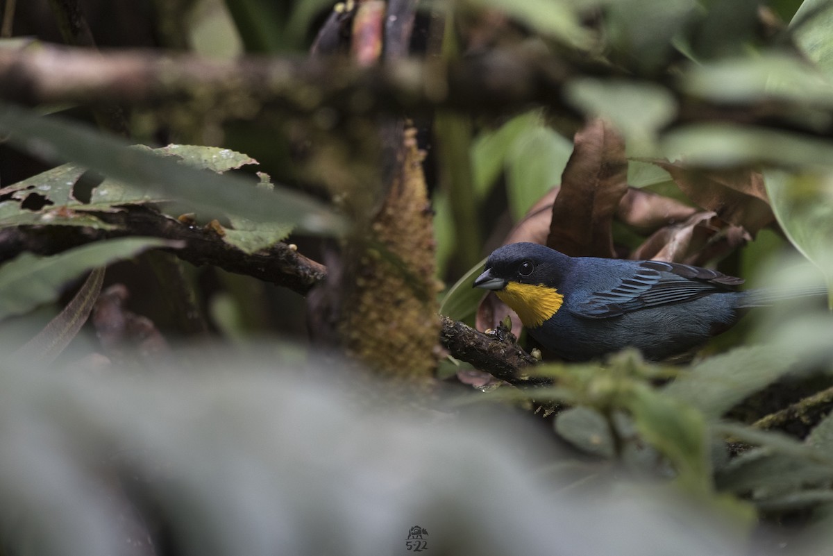 Purplish-mantled Tanager - ML270733951