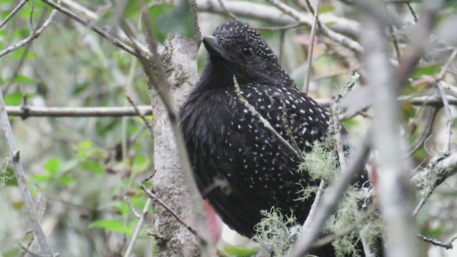 Large-tailed Antshrike - ML270734031