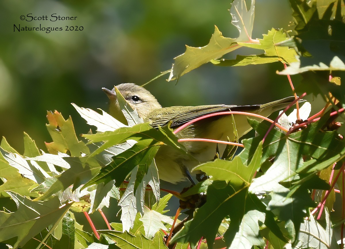 Philadelphia Vireo - ML270734291