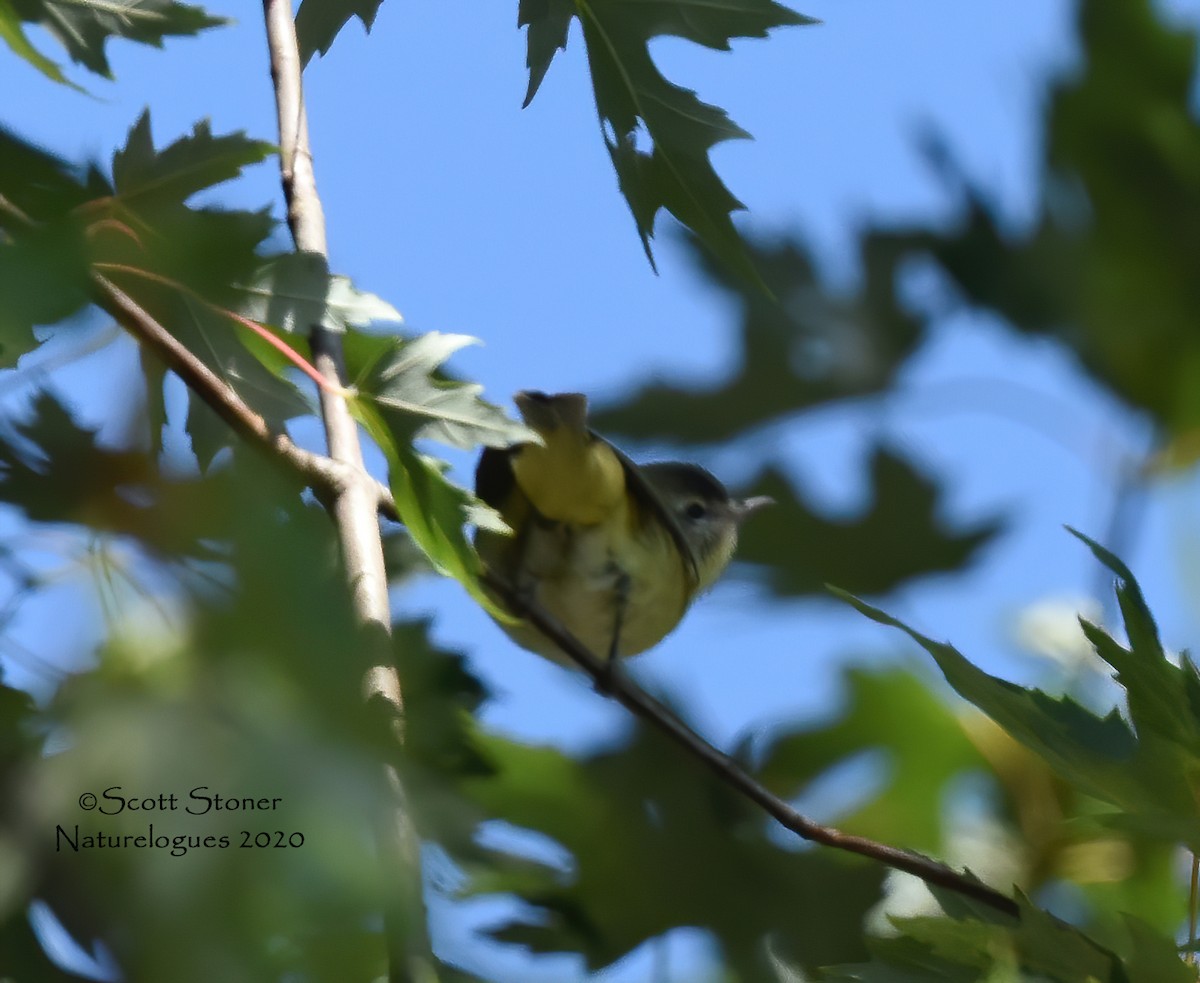 Philadelphia Vireo - ML270734301