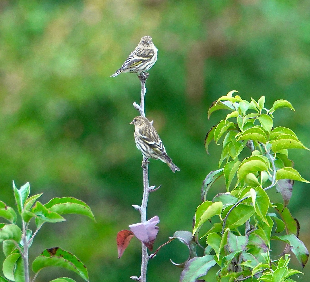 Pine Siskin - ML270735061