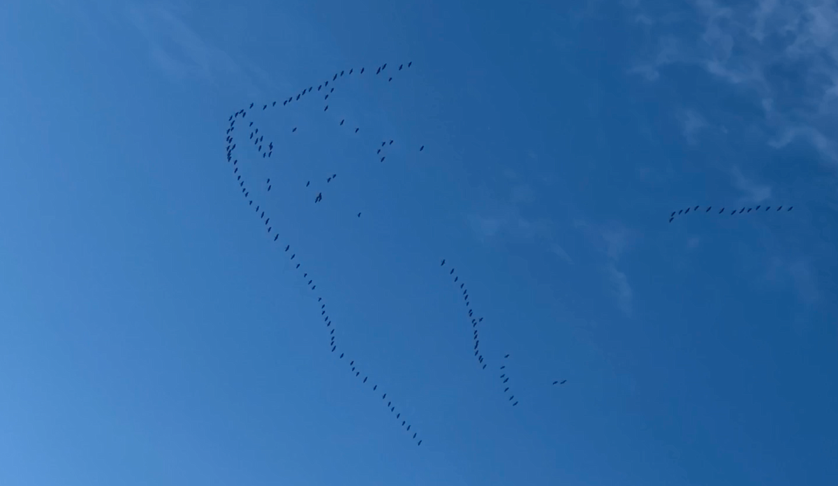 Pink-footed Goose - ML270735581