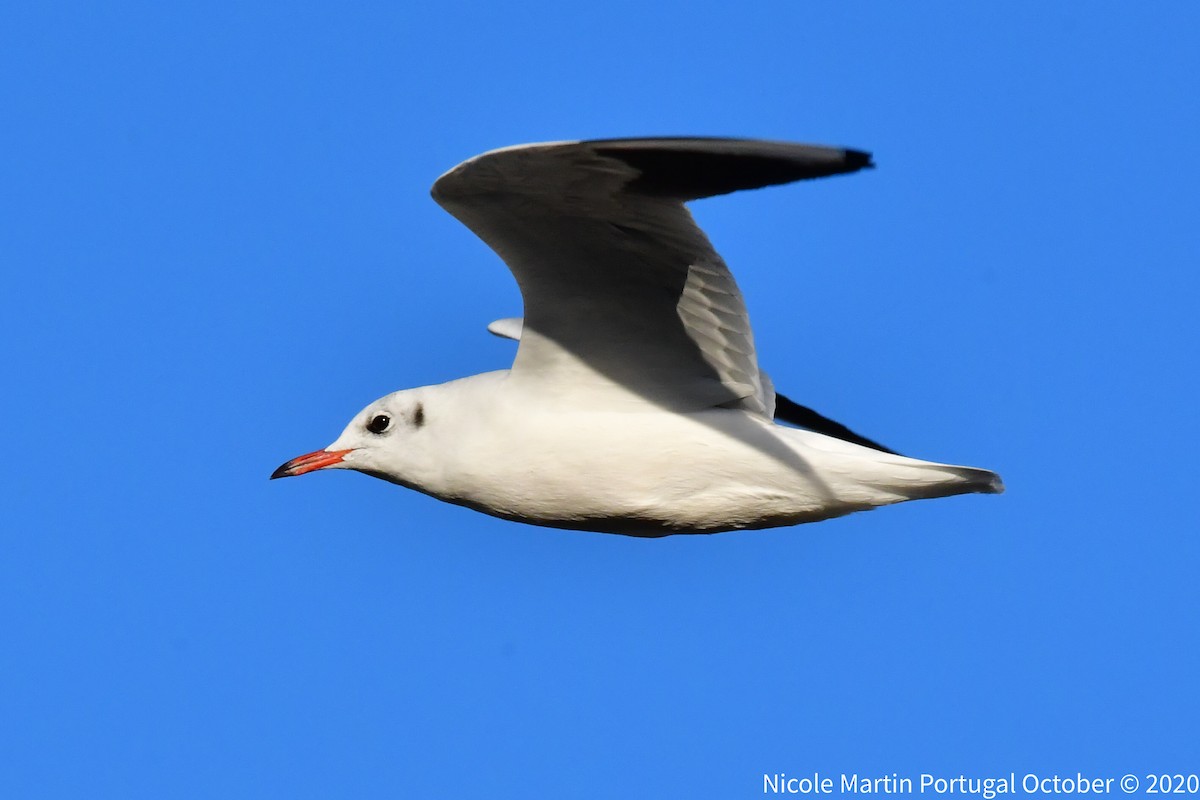 Black-headed Gull - ML270738261