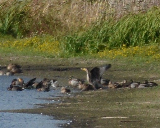 Greater Yellowlegs - ML270739011