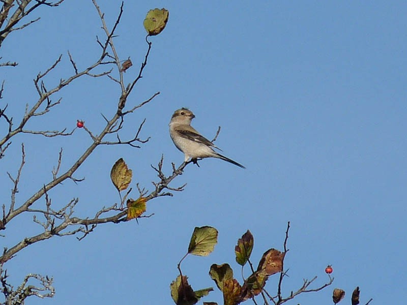 Taigaraubwürger - ML270742851