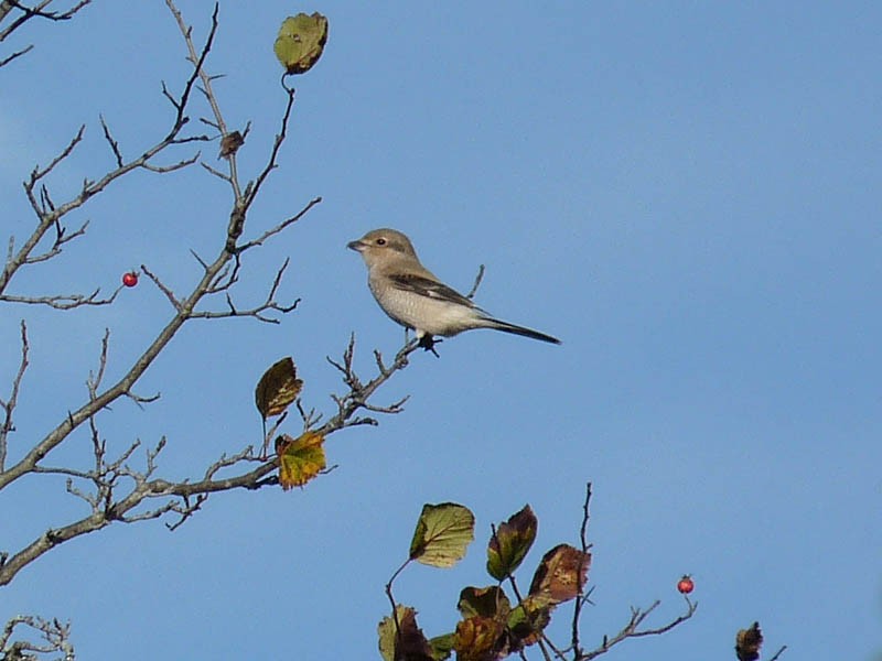 Taigaraubwürger - ML270742861