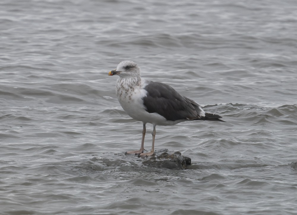 Lesser Black-backed Gull - ML270742981