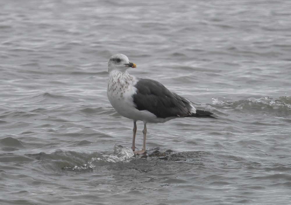 Lesser Black-backed Gull - ML270742991