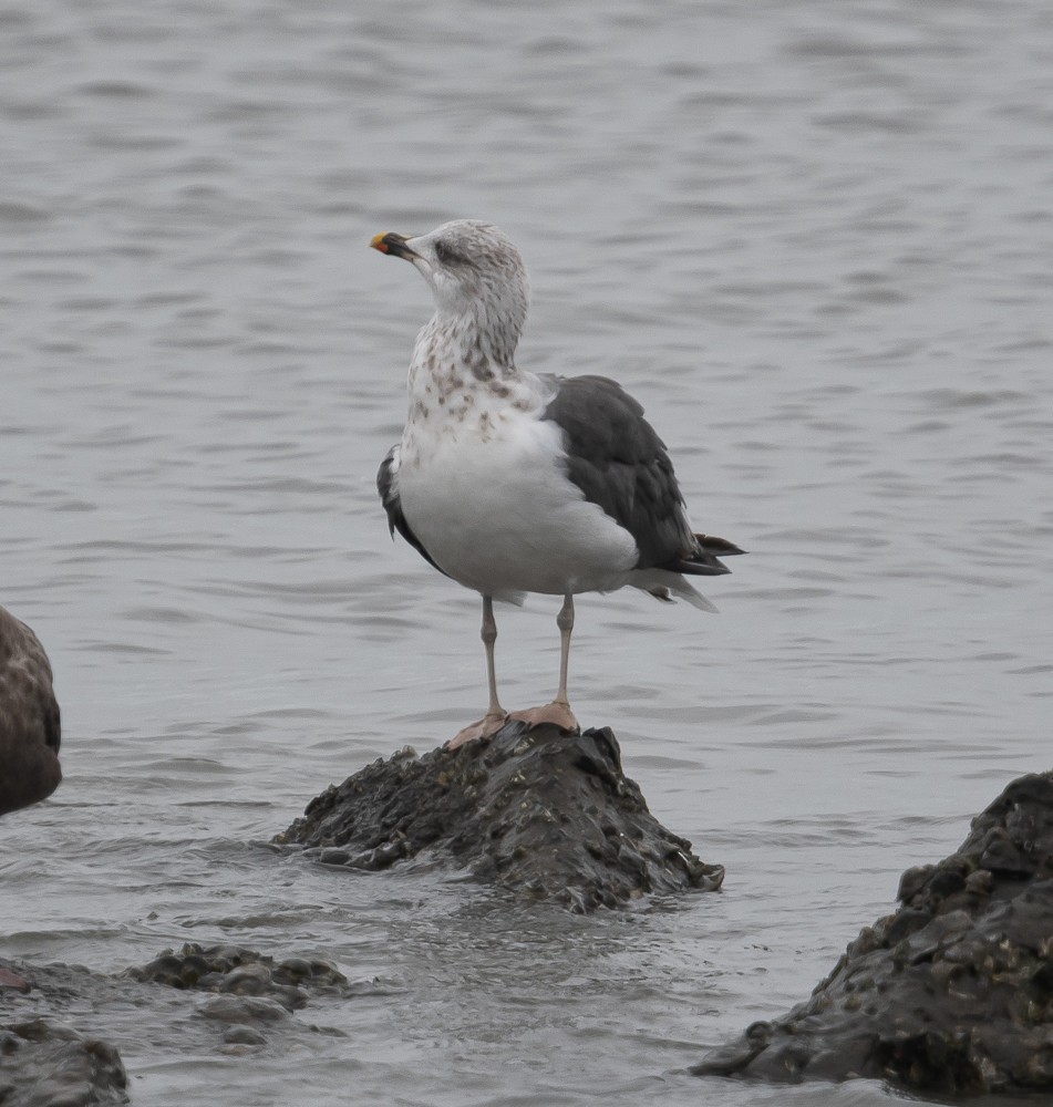 Lesser Black-backed Gull - ML270743021