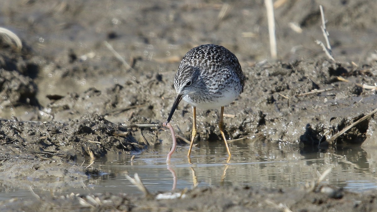 Lesser Yellowlegs - ML27074361